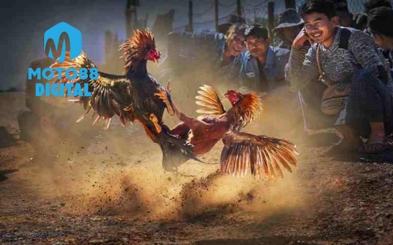 Mẹo tăng sức bền cho gà đá: Luyện bài bản, chiến đấu dẻo dai 2 mẹo tăng sức bền cho gà đá